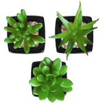 Set of 3 Modern Home Decor Mini Succulent Artificial Plants